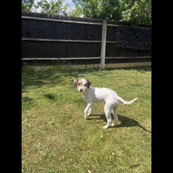 Cockapoo