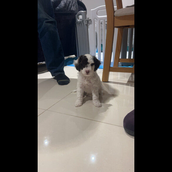 Cockapoo