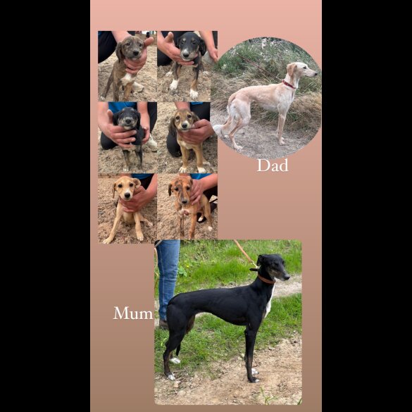 Greyhound - Both