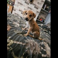 Lurcher - Both