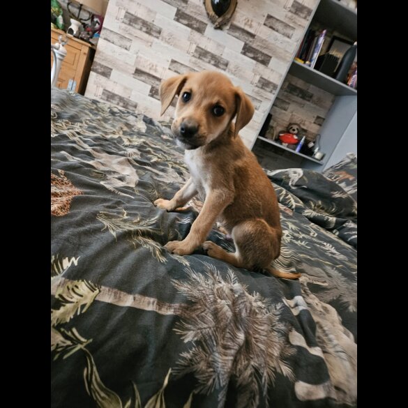 Lurcher - Both