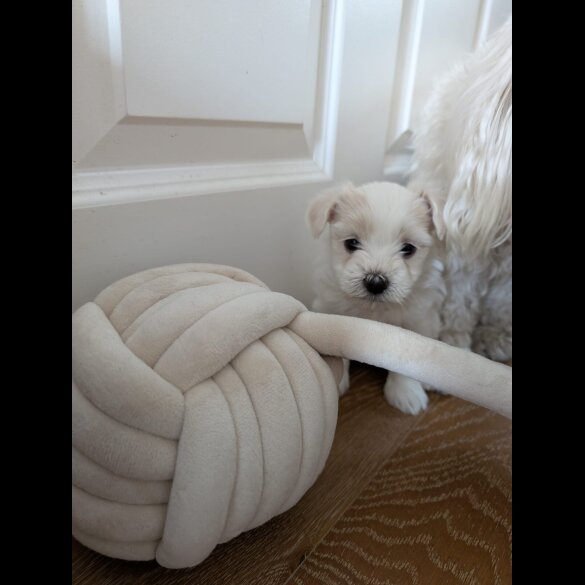 Maltese - Both