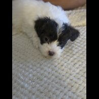 Maltese - Both