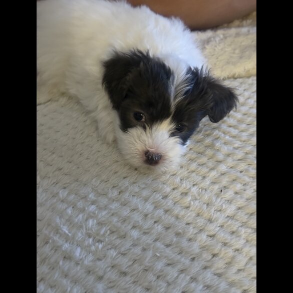 Maltese - Both