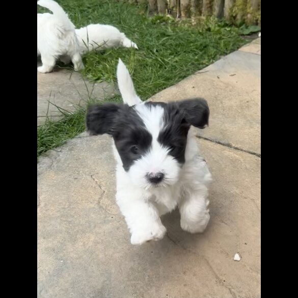 Maltese - Both