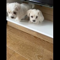 Maltese - Both