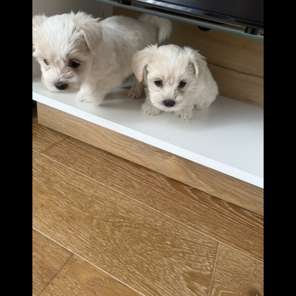 Maltese - Both