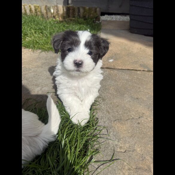 Maltese - Both