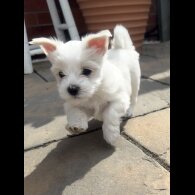 Maltese - Both