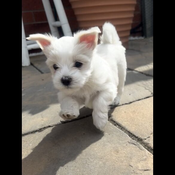 Maltese - Both
