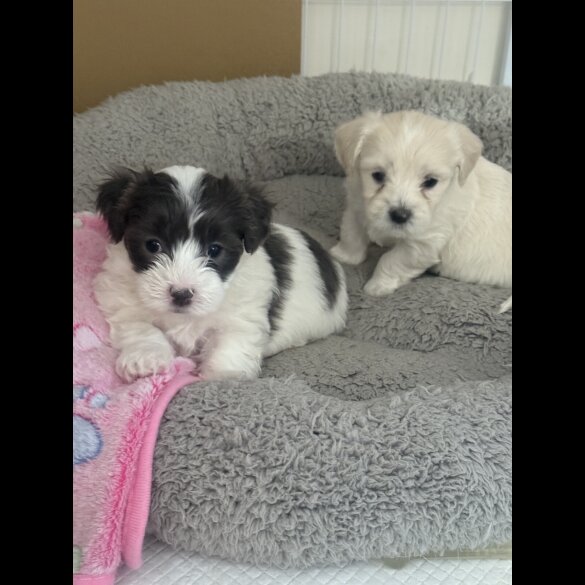 Maltese - Both