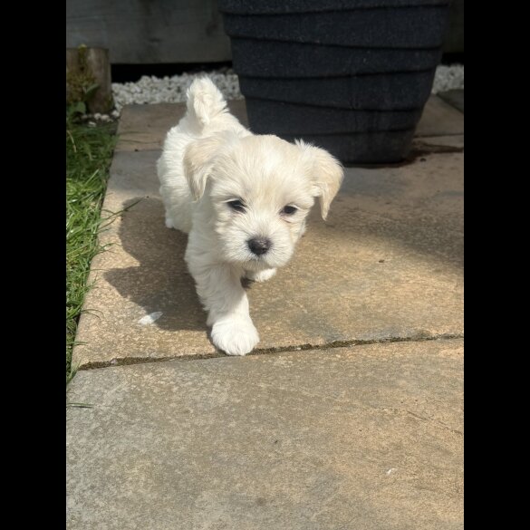 Maltese - Both