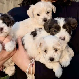 Maltese - Both