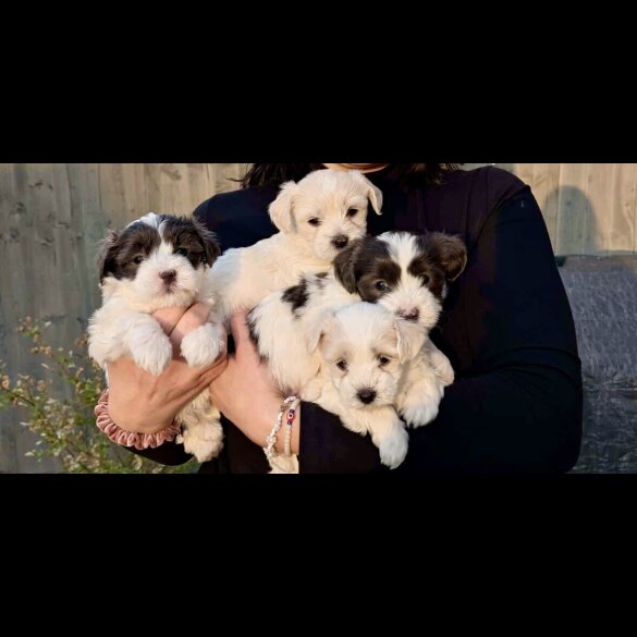 Maltese - Both