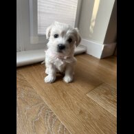 Maltese - Both