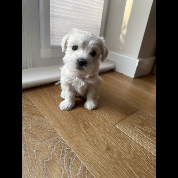 Maltese - Both