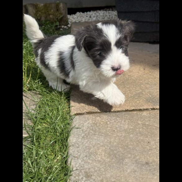 Maltese - Both