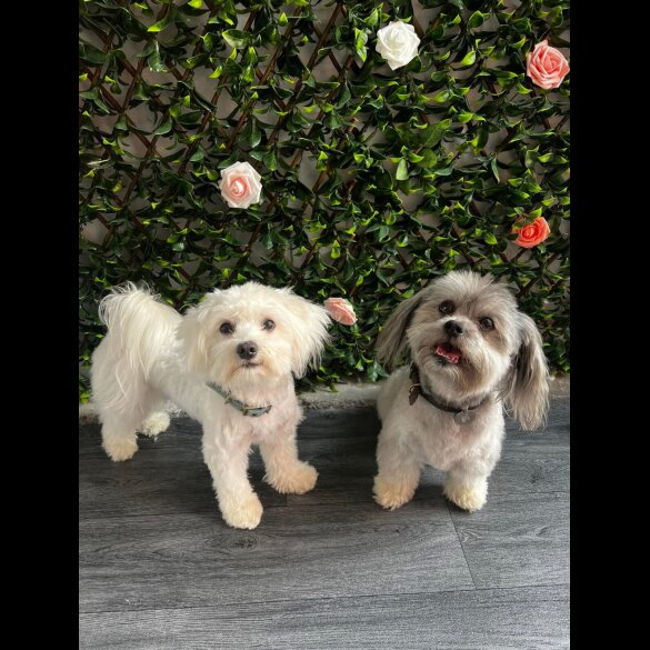 Maltese - Both