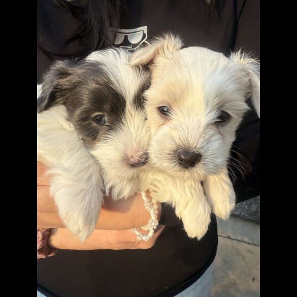 Maltese - Both