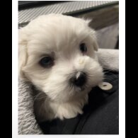 Maltese - Dogs