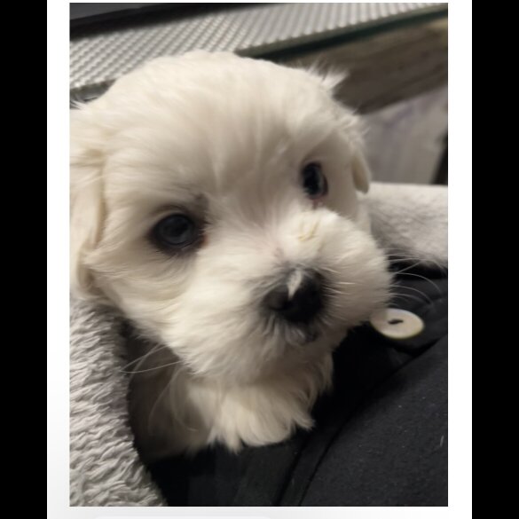 Maltese - Dogs