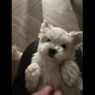Maltese - Dogs