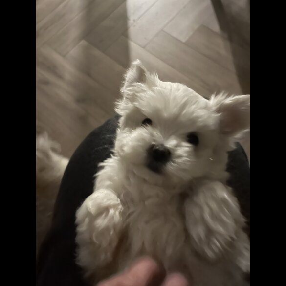 Maltese - Dogs