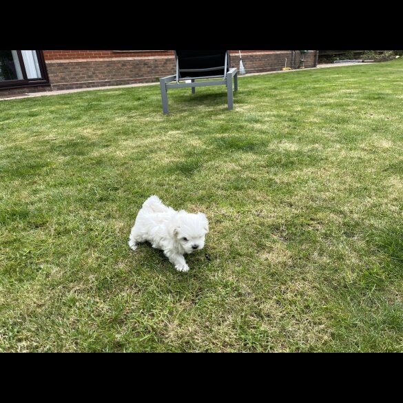 Maltese - Dogs
