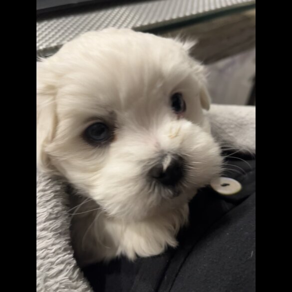 Maltese - Dogs