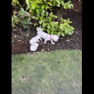 Maltese - Dogs