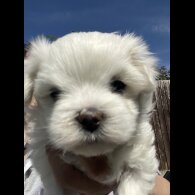 Maltese - Dogs