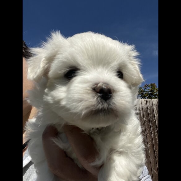 Maltese - Dogs
