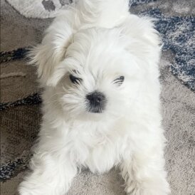 Maltese - Dogs