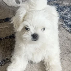 Maltese - Dogs