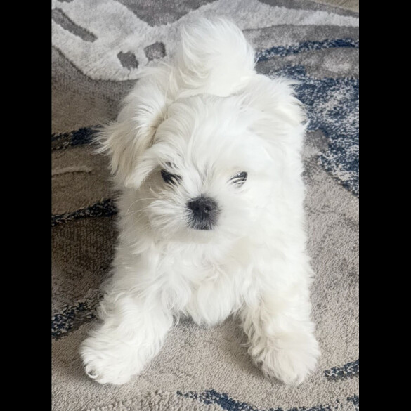 Maltese - Dogs