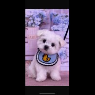 Maltese - Dogs