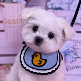 Maltese - Dogs