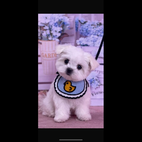 Maltese - Dogs