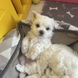 Maltese - Both