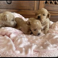 Maltipoo - Both