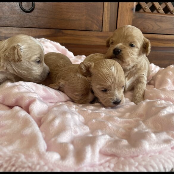 Maltipoo - Both
