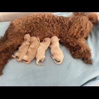 Maltipoo - Both