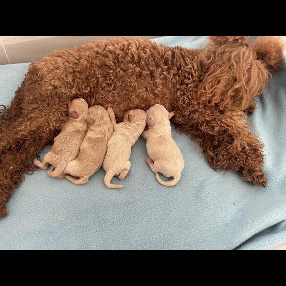 Maltipoo - Both
