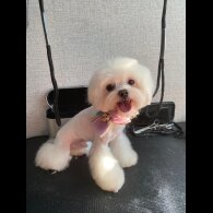 Maltipoo - Both