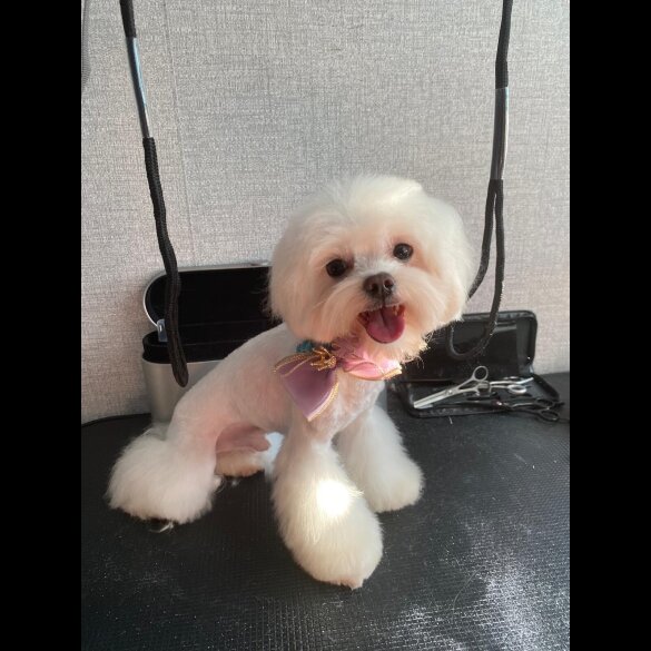 Maltipoo - Both