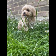 Maltipoo - Both