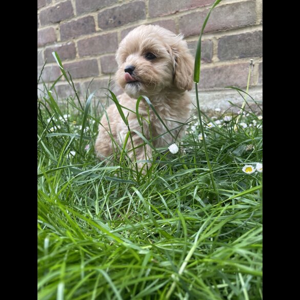 Maltipoo - Both
