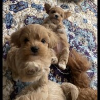 Maltipoo - Both
