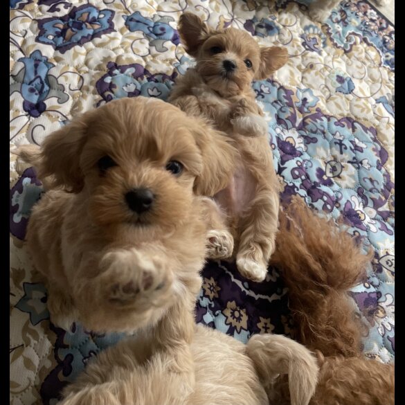 Maltipoo - Both