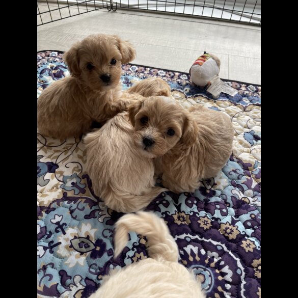 Maltipoo - Both